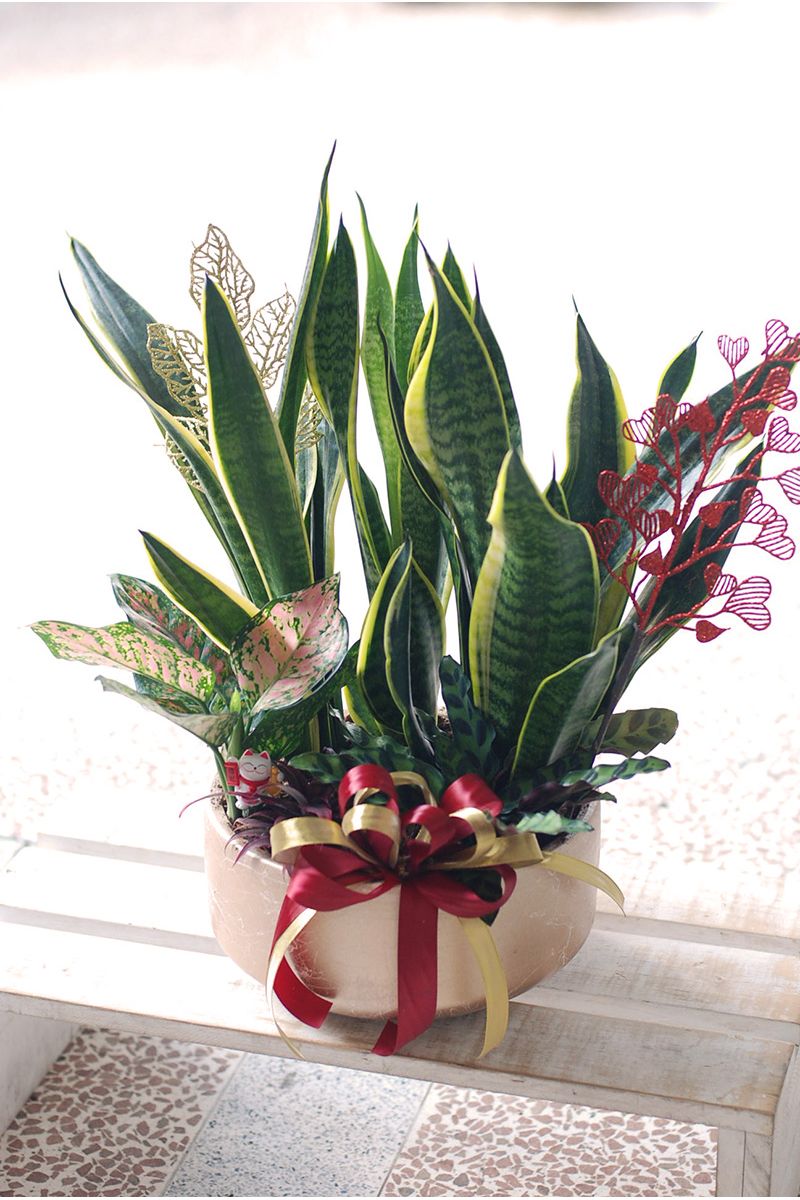 虎尾蘭桌上組合盆栽Elegant Snake Plant